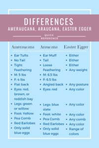 Differences between Ameraucana, Araucana & Easter eggers Infographic (1)