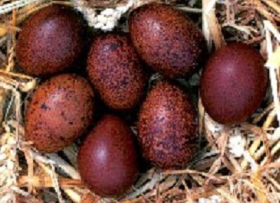 Maran Chicken Eggs