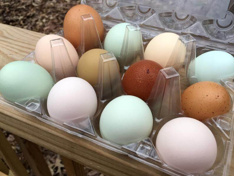 Natural Colored Chicken Eggs Blue, green, olive, brown, pink, and tan