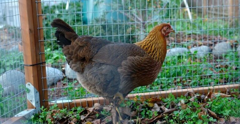 The 5 Best Chicken Breeds That Lay Dark Brown Eggs 