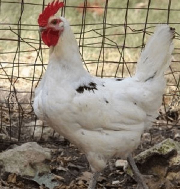 Austra white Hens are Hybrid Dual Purpsoe Chickens