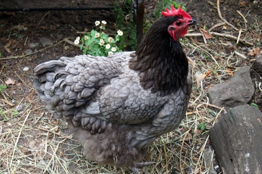 Blue Australorp chickens are great dual purpose hens