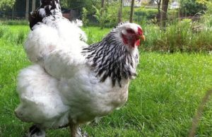 Brahma Chickens are good dual purpose chickens