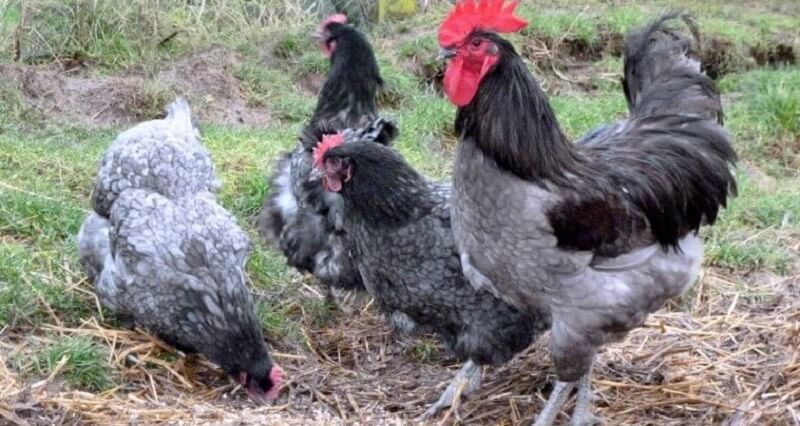 Jersey Giant Chickens Are very large birds that lay a lot of eggs