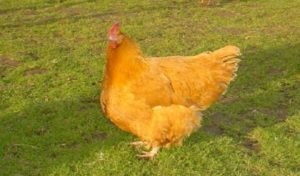 Lincolnshire Buff Chickens are great dual purpose birds (1) (1)