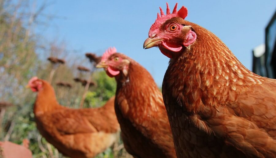 Ranger Chickens are popular meat chickens