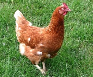 Rhode Island Red Hens Lay A Lot of Eggs