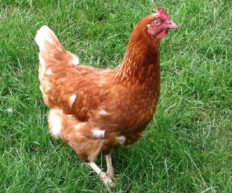 Rhode Island Red Hens Lay A Lot of Eggs | Best Farm Animals