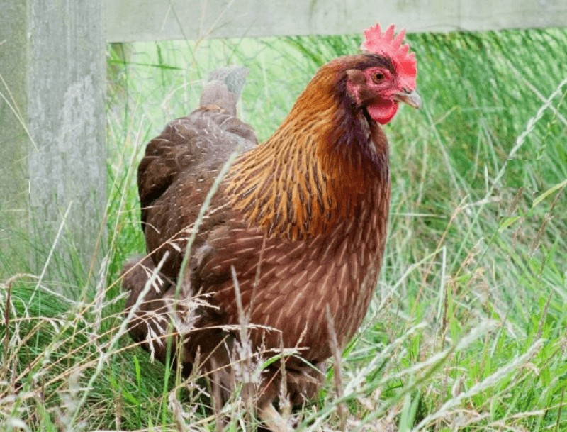 Best Chickens To Raise For Meat: Fast Growth & Great Flavor