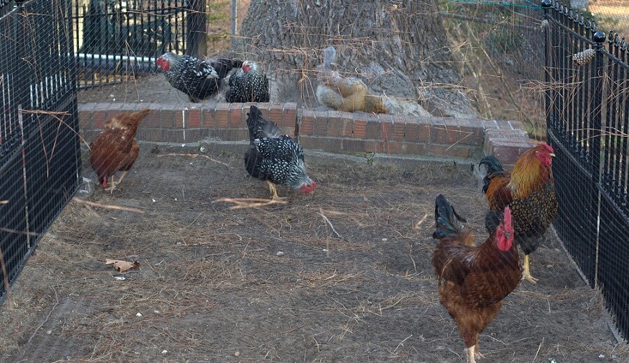 Best chicken breeds for small backyards 