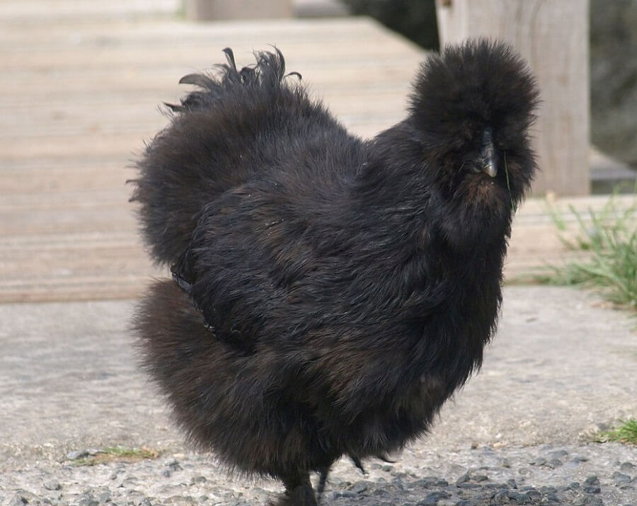 Black Silkie chickens are beautiful