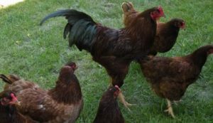 Buckeye Chicken are dual purpose