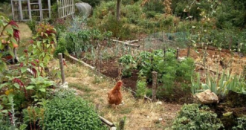 Chickens love going through the garden in the fall (1)