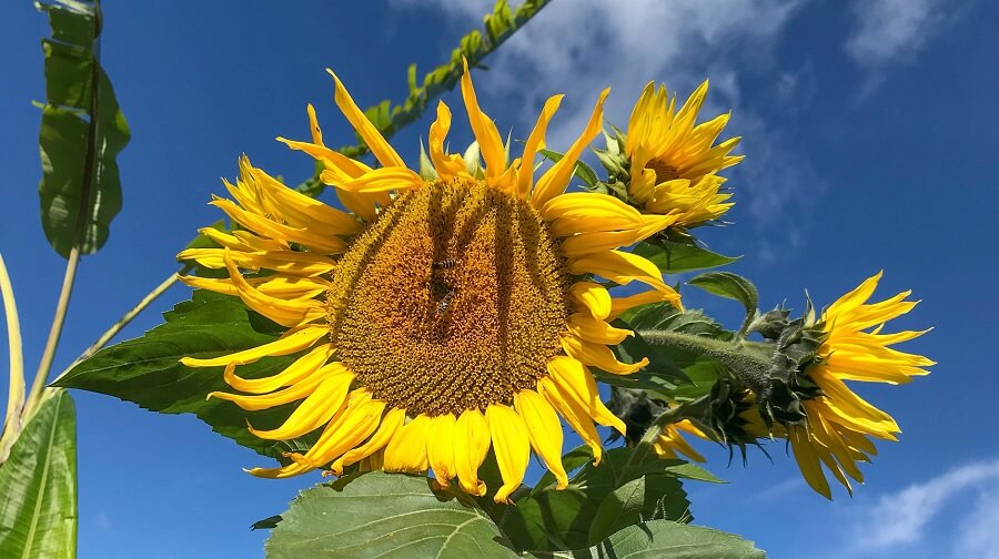 Chickens love sunflowers (1)