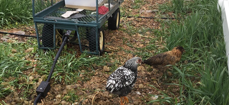 Chickens love the compost pile