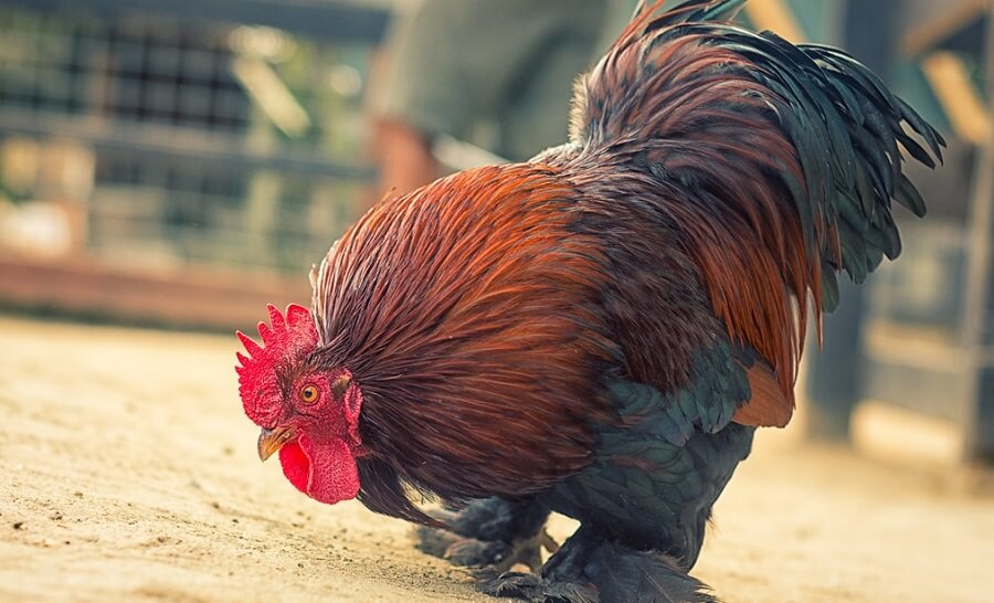 Cochin chickens are show chickens 