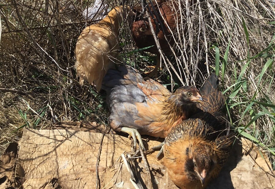 Free range chickens will entertain themselves