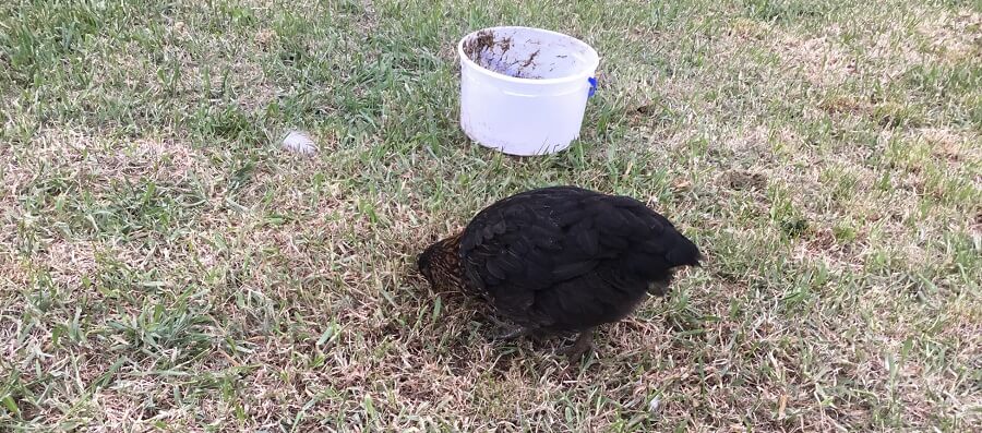 Free ranging allows chickens to be away from bullies (1)