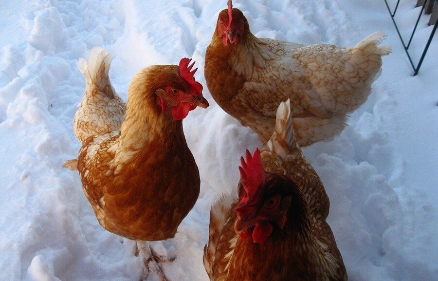 How to Keep fresh chicken water in the winter