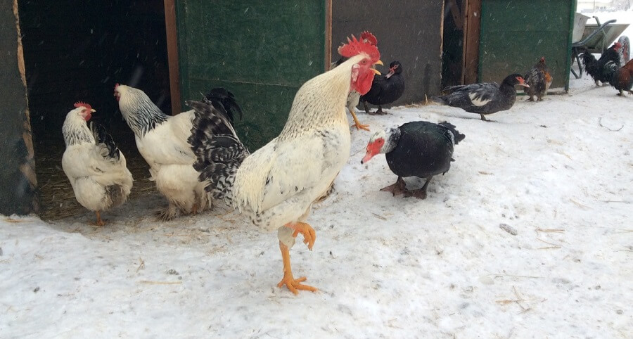 How to keep the chickens water unfrozen during the winter without electricity