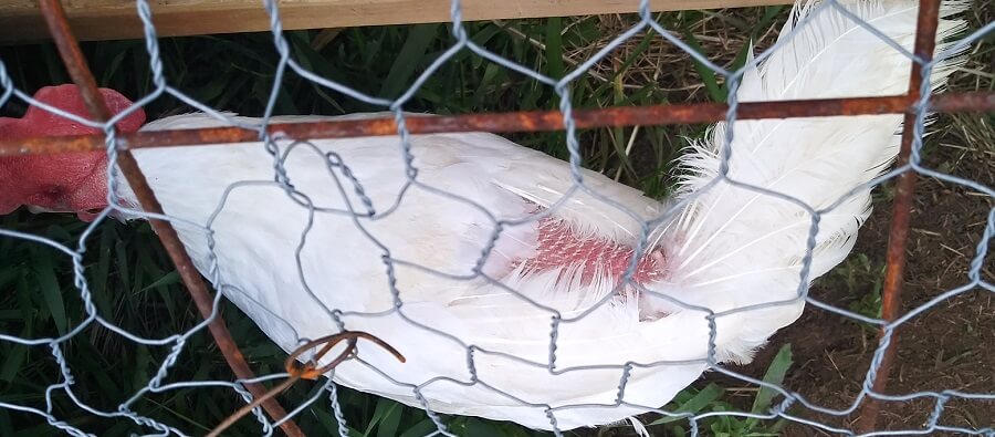 This leghorn had probably been bullied for months before we got her 1 (1)