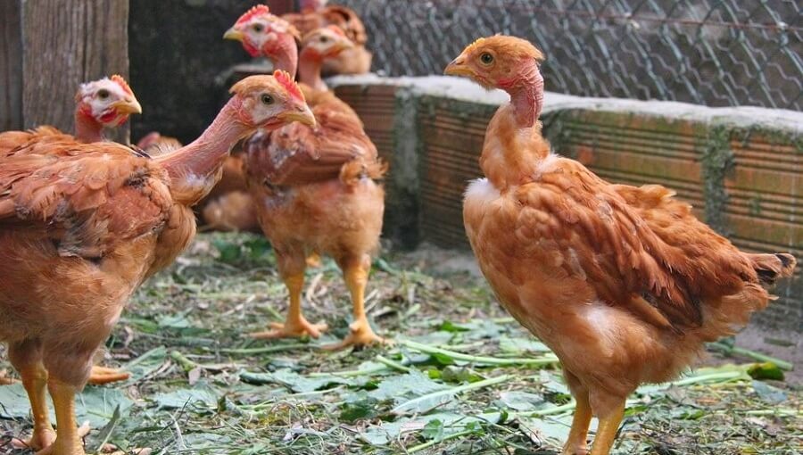 Turken Naked Neck Chickens are great for eggs
