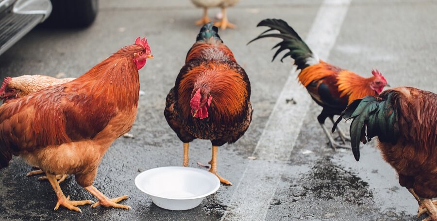 Chickens eat a variety of foods 