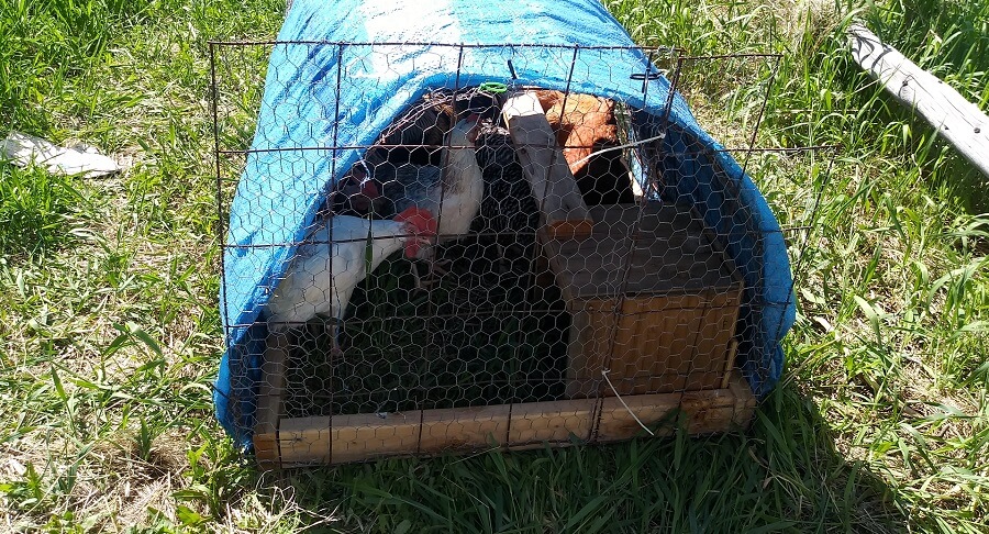 Free ranging chickens helps them grow