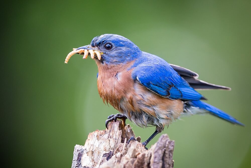 Bluebirds love worms (1)