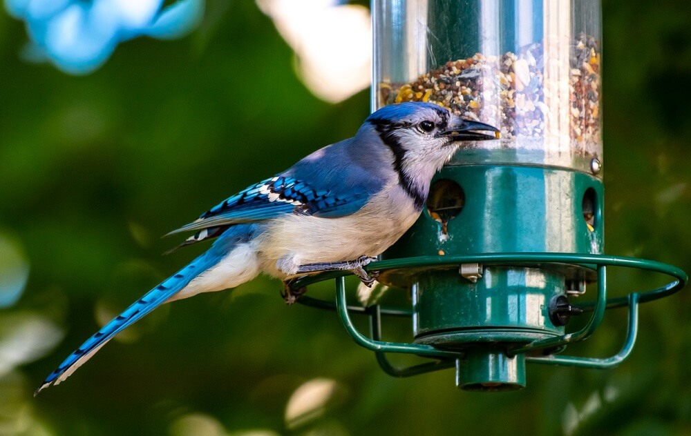 How to attract bluebirds to feeder (1)