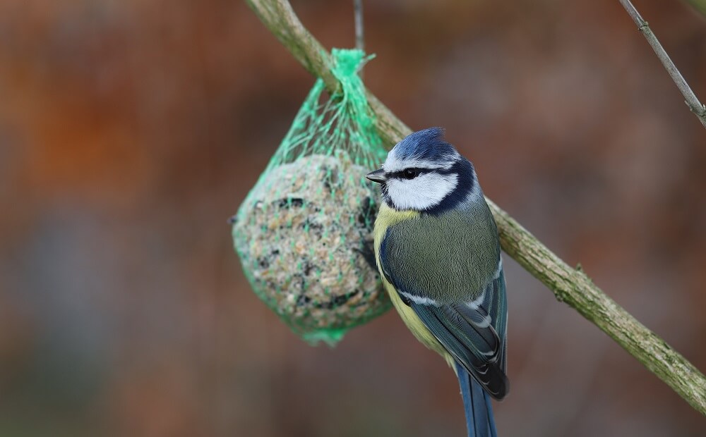 Suet can be hung in netting feeders (1)