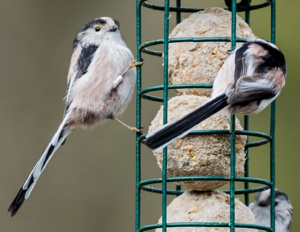 Suet feeders come in suet balls (1)