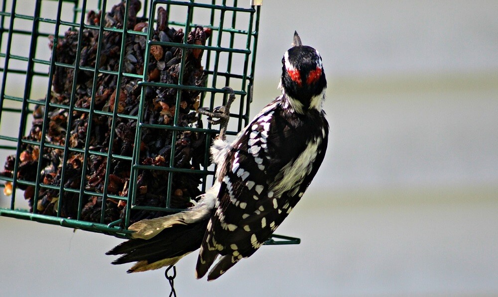 Suet feeders should contain certain foods (1)