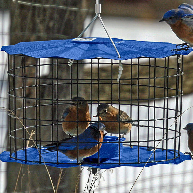 bluebird feeder in cage (1)