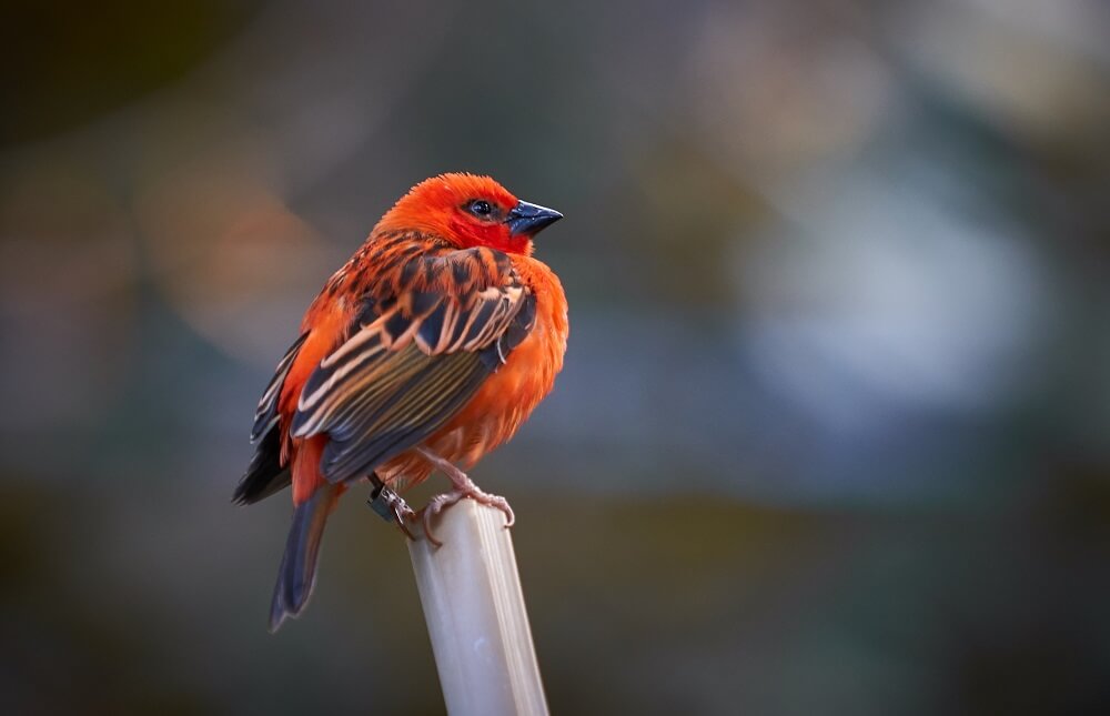 how to attract finches to your garden (1)