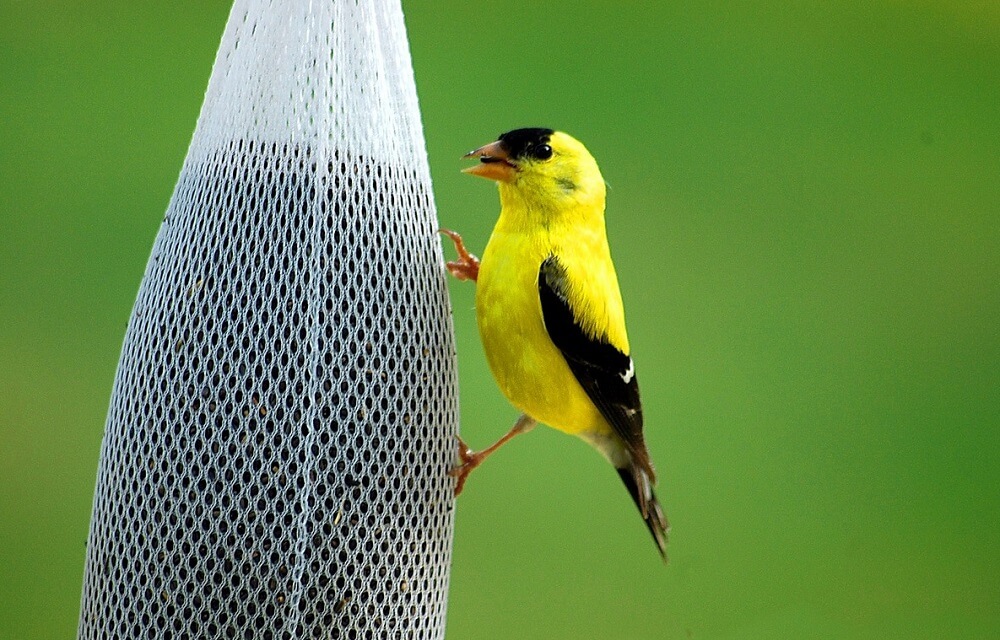 where to hang finch feeders (1)