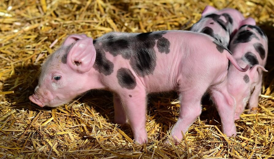 Do Pigs Have Sweat Glands, And Other Interesting Facts