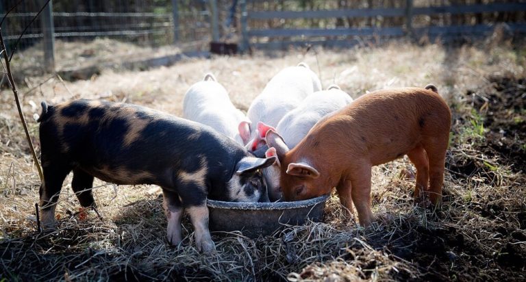 Detailed Can Pigs And Goats Live Together Scene in HD Detailed Can Pigs And Goats Live Together Scene in HD