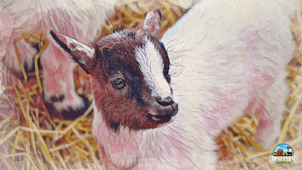 Are Your Baby Goats Dying? Here’s What to Do