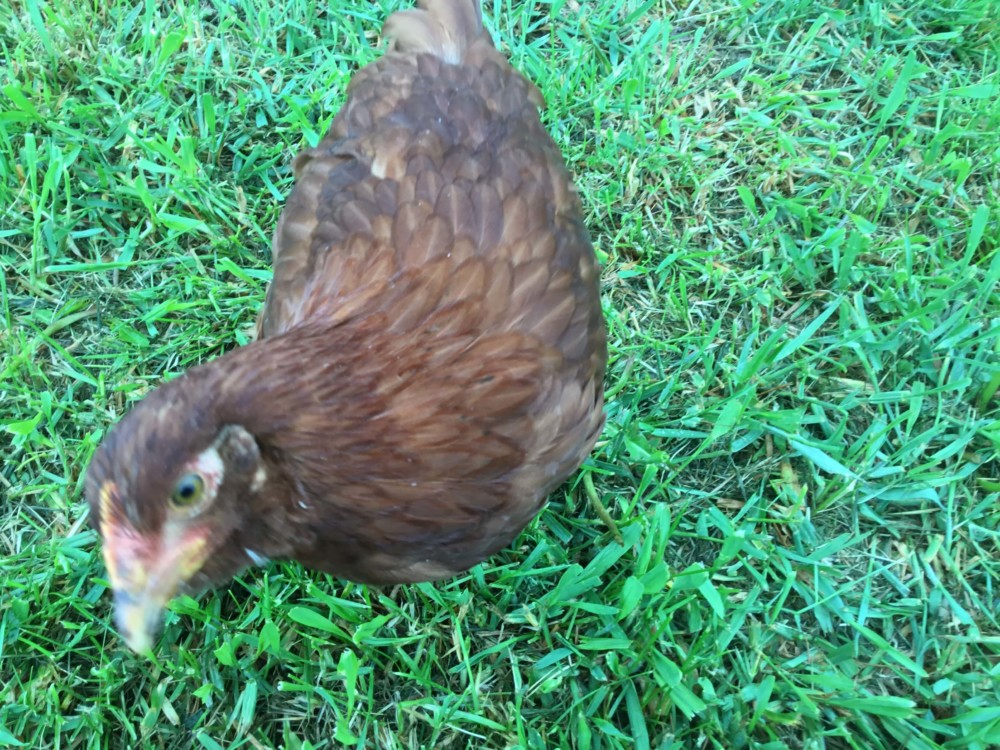 Bantams are quieter than larger chickens