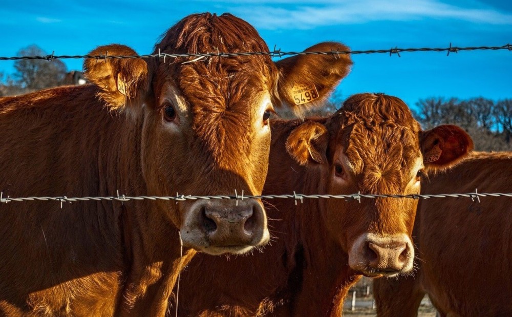 Barbed wire is effective to keep cows