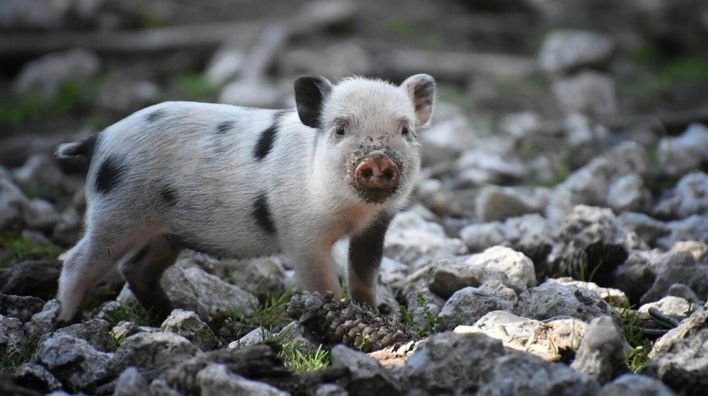 Change pigs environment to help them start eating again