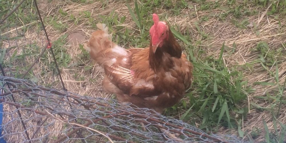 Feather loss usually signifies stress in chickens (1)