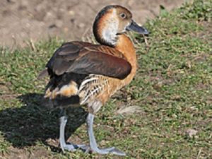Fulvous x White-faced Whistling-Duck, Pensthorpe, 9-Mar-14 (A) (2)