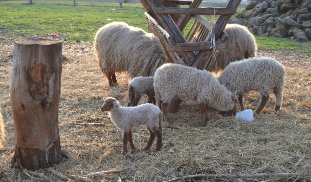 How to tell if an ewe is pregnant