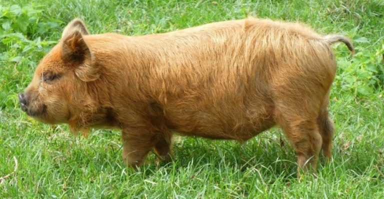 Kunekune pigs are one of the smallest pig breeds (1) – BestFarmAnimals