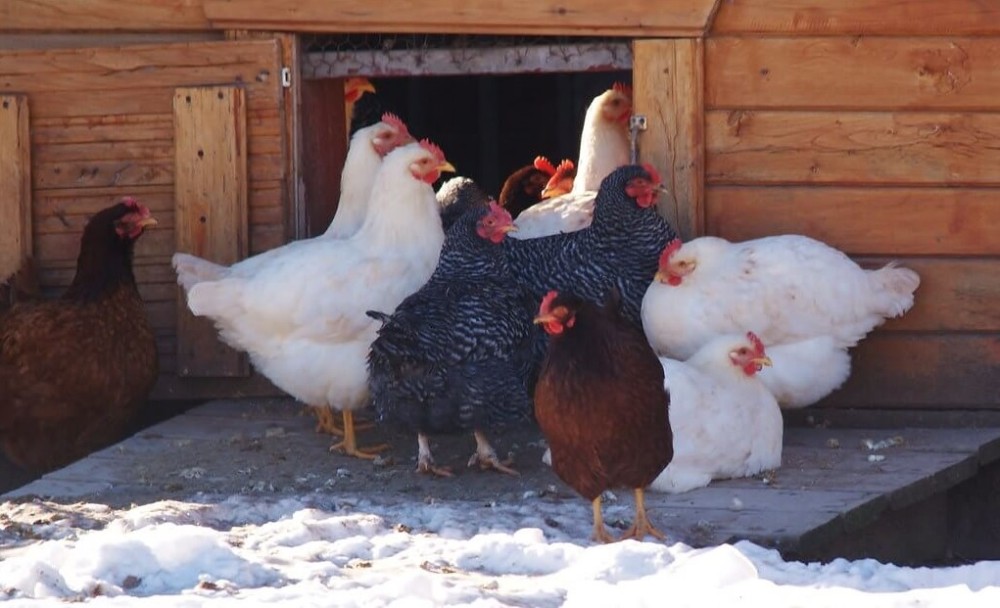 Maintain egg production all year round (1)