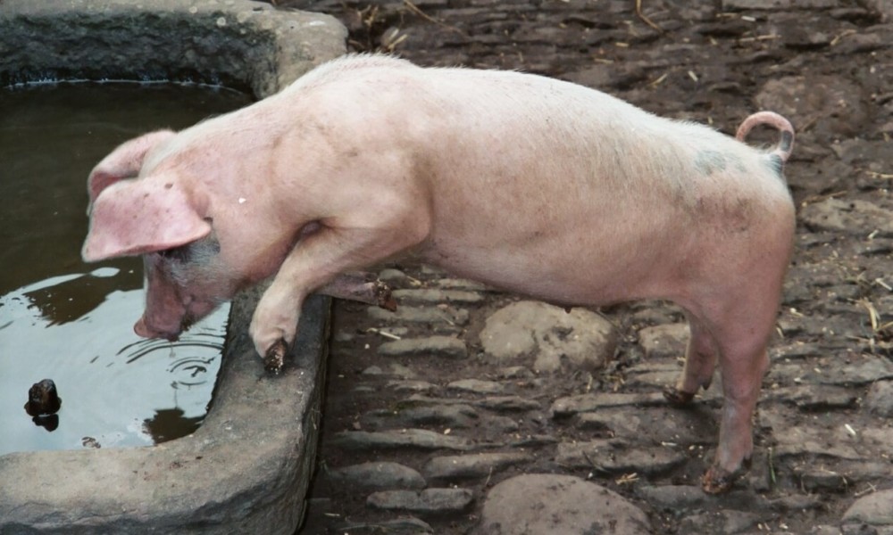 Many breeds of domestic pigs have curly tails (1)