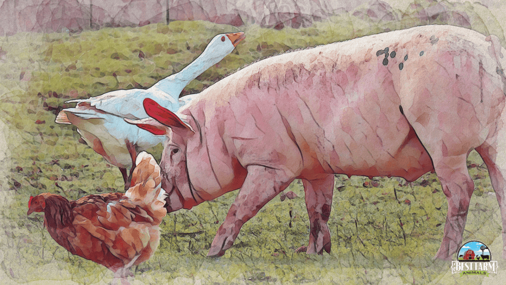 Can Chickens And Pigs Live Together? (Benefits and Problems)