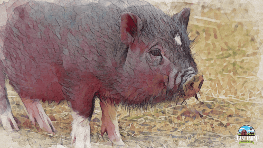 Pot-bellied pigs are the friendliest pet pigs, enjoy rubs